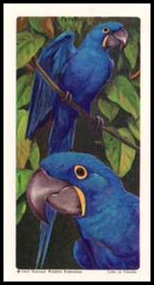 12 Hyacinthine Macaw